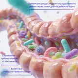 Bactology Colongic - пробиотик за дебелото черво